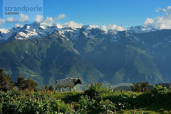 Weidende Kuh  Mazeri Dorf  Svaneti  Georgien