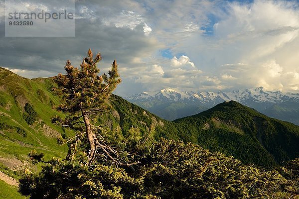Bäume und Berge  Svaneti  Georgien