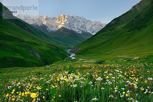 Blick auf Wildblumenwiese und Shkhara Berg  Ushguli Dorf  Svaneti  Georgien