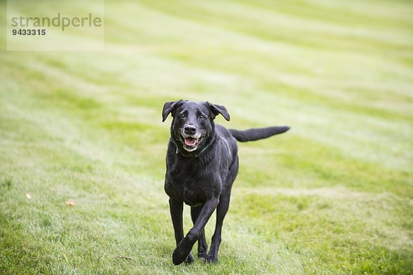 Portrait des schwarzen Labradors