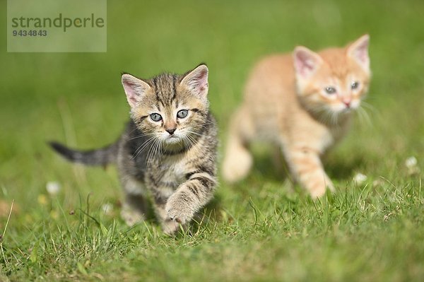 Zwei Hauskatzen-Jungtiere auf einer Wiese