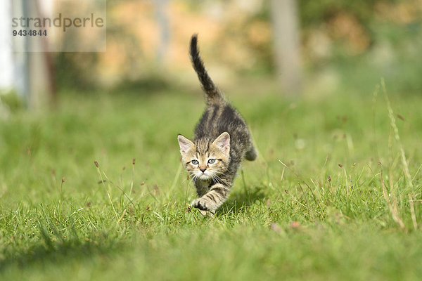 Hauskatzen-Jungtier läuft auf einer Wiese