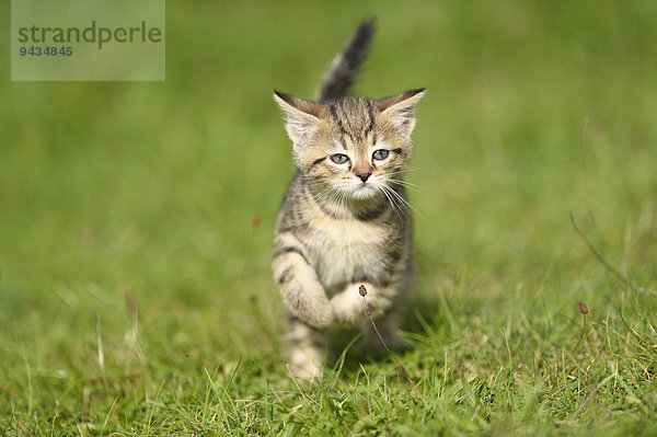 Hauskatzen-Jungtier läuft auf einer Wiese