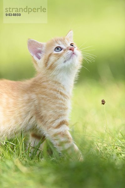 Hauskatzen-Jungtier auf einer Wiese schaut nach oben