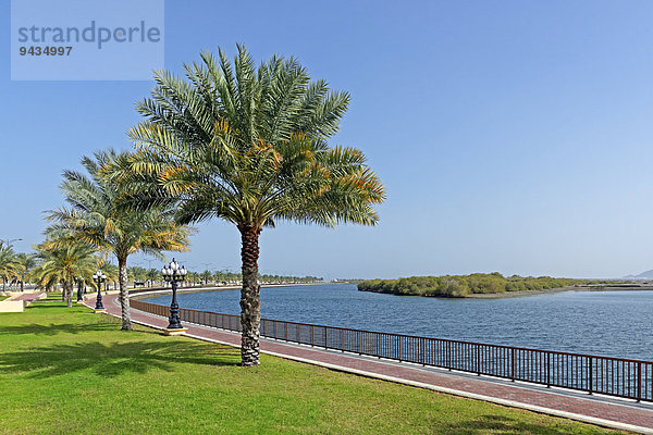 Uferpromenade mit Palmen  Khor Kalba  Sharjah  Vereinigte Arabische Emirate