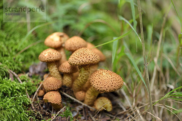 Dunkler Hallimasch  Armillaria solidipes  auf dem Waldboden  Oberpfalz  Bayern  Deutschland  Europa