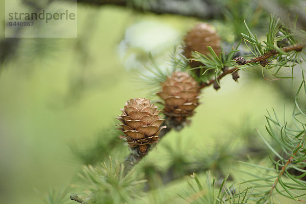 Zapfen einer europäischen Lärche  Larix decidua  Oberpfalz  Bayern  Deutschland  Europa