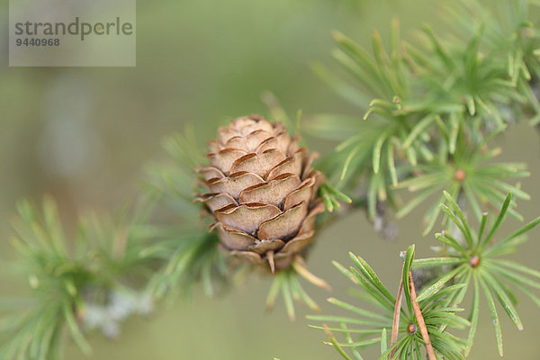 Zapfen einer europäischen Lärche  Larix decidua  Oberpfalz  Bayern  Deutschland  Europa