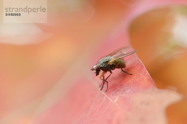 Schmeißfliege auf dem Blatt einer Roteiche  Quercus rubra  Oberfalz  Bayern  Deutschland  Europa