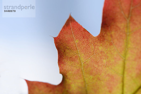 Close-up vom Blatt einer Roteiche  Quercus rubra  Oberfalz  Bayern  Deutschland  Europa