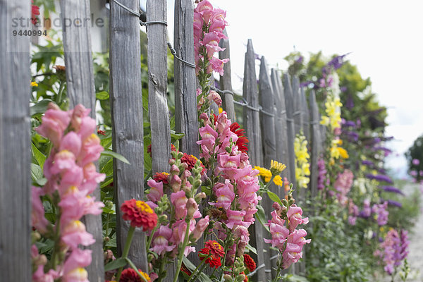 Gartenzaun mit Sommerblumen