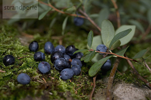 Frische Blaubeeren mit Laub und Moos