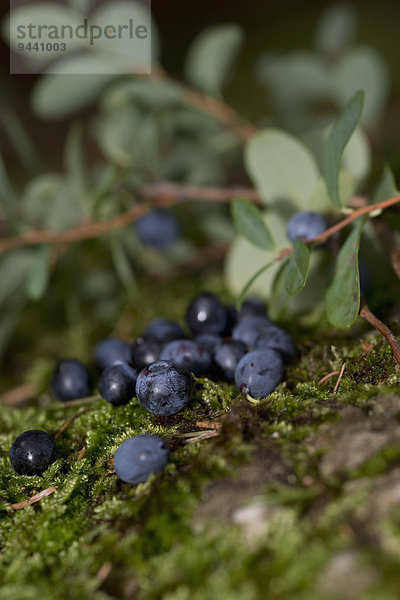 Frische Blaubeeren mit Laub und Moos