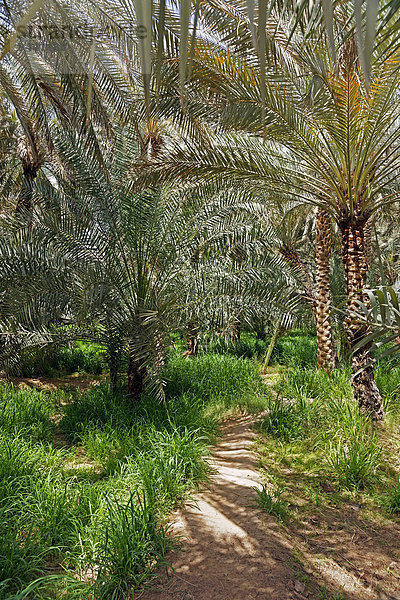 Al Ain Oasis  Al-Ain  Abu Dhabi  Vereinigte Arabische Emirate