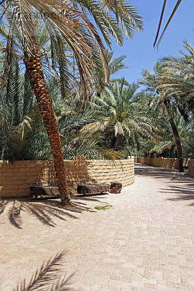 Al Ain Oasis  Al-Ain  Abu Dhabi  Vereinigte Arabische Emirate