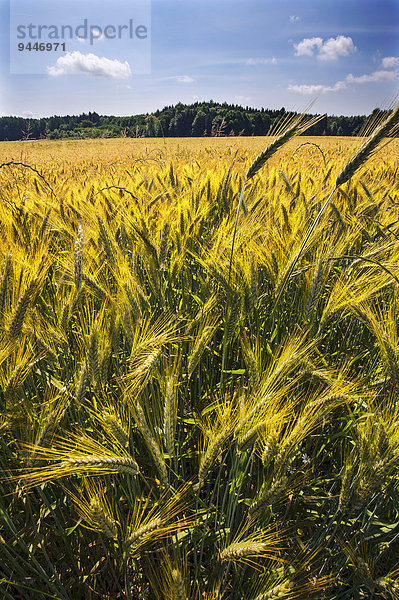 Roggenfeld  Bayern  Deutschland  Europa