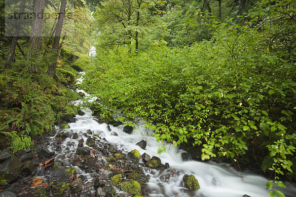 Wasserfall Wahkeena Falls in der Columbia River Gorge Schlucht  Portland  Oregon  USA  Nordamerika