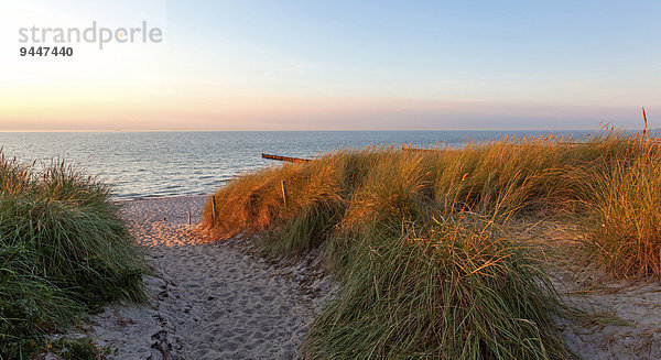 Weg durch die Dünen zum Strand  Ostsee  Ahrenshoop  Fischland  Mecklenburg-Vorpommern  Deutschland  Europa