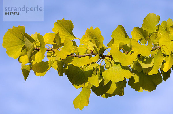 Ginkgo (Ginkgo biloba)  Ast mit Blättern  Rheinland-Pfalz  Deutschland  Europa