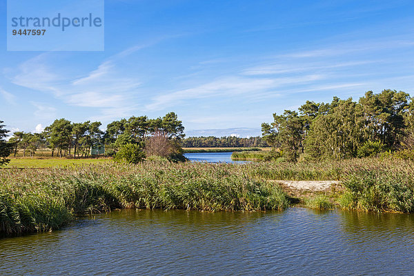 Typische Vorpommersche Boddenlandschaft  Nationalpark Vorpommersche Boddenlandschaft  Fischland-Darß-Zingst  Mecklenburg-Vorpommern  Deutschland  Europa