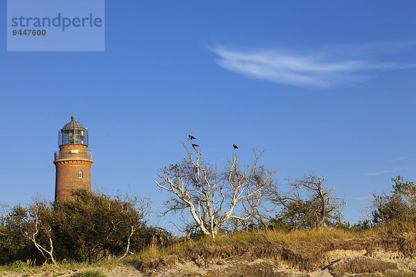 Leuchtturm am Darßer Ort  Nationalpark Vorpommersche Boddenlandschaft  bei Prerow  Darß  Mecklenburg-Vorpommern  Ostsee  Deutschland  Europa