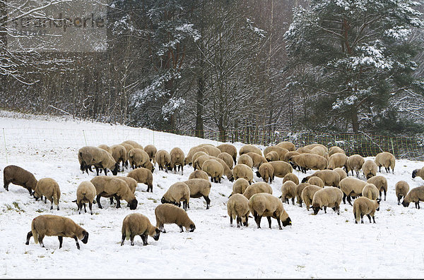 Schafe (Ovis orientalis)  Schafherde im Schnee  Pfälzerwald  Pfalz  Rheinland-Pfalz  Deutschland  Europa