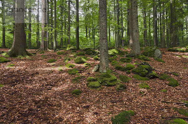 Urwald  Nationalpark Bayrischer Wald  Bayern  Deutschland  Europa