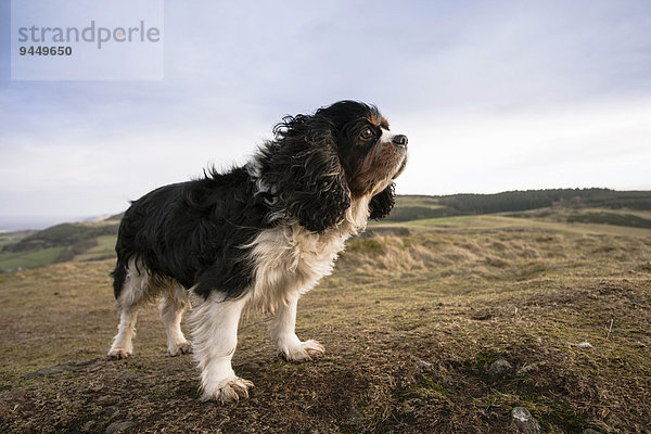 Cavalier King Charles Spaniel  Alttier  tricolor  auf einem Hügel im Wind  Perthshire  Schottland  Großbritannien  Europa