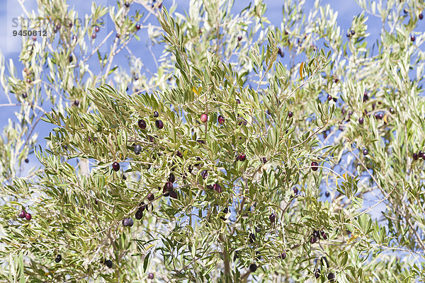 Reife schwarze Oliven an einem Olivenbaum (Olea europaea)  Marokko  Afrika