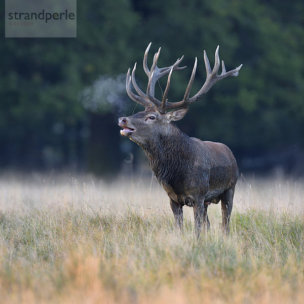 Rothirsch (Cervus elaphus)  rufender Hirsch mit kondensierendem Atem  Klampenborg  Kopenhagen  Dänemark  Europa