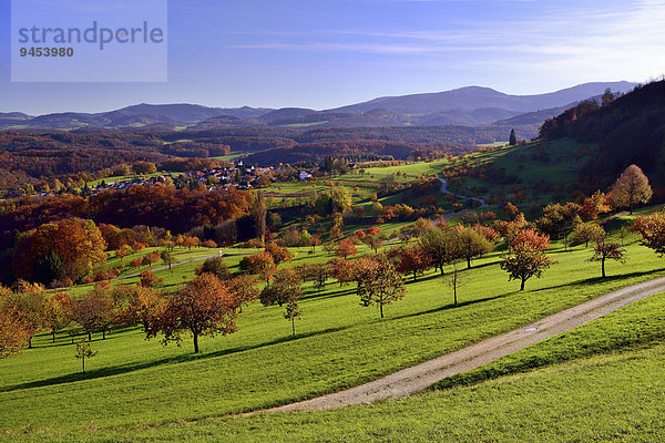 Herbstlandschaft mit Kirschbäumen  Nuglar-St. Pantaleon  Kanton Solothurn  Schweiz  Europa
