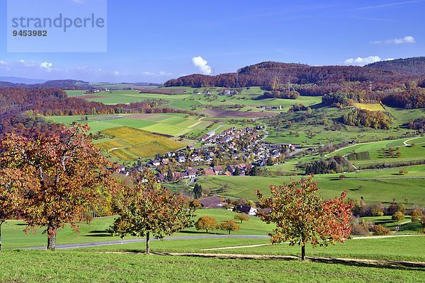 Herbstlandschaft  vorn Kirschbäume in Herbstfarben  Wintersingen  Kanton Basel-Landschaft  Schweiz  Europa