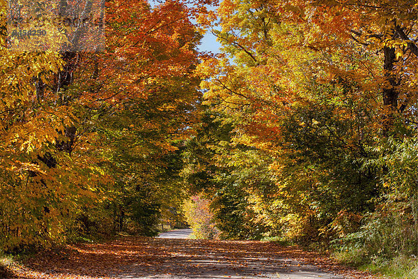 Waldweg im Herbst  Austin  Eastern Townships  Québec  Kanada  Nordamerika