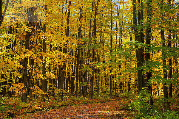 Herbstwald mit Wanderweg  Roxton Pond  Eastern Townships  Québec  Kanada  Nordamerika