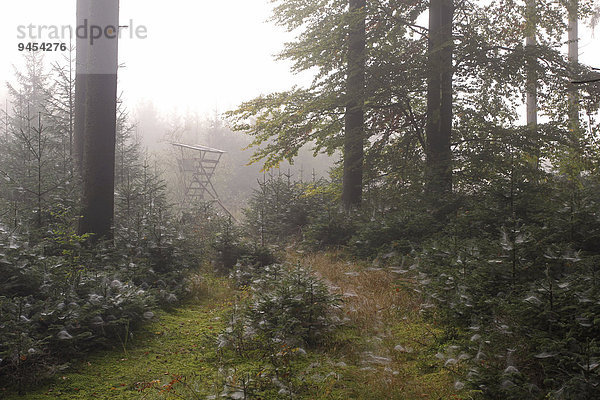 Nebel und Spinnennetze im herbstlichen Mischwald  Allgäu  Bayern  Deutschland  Europa