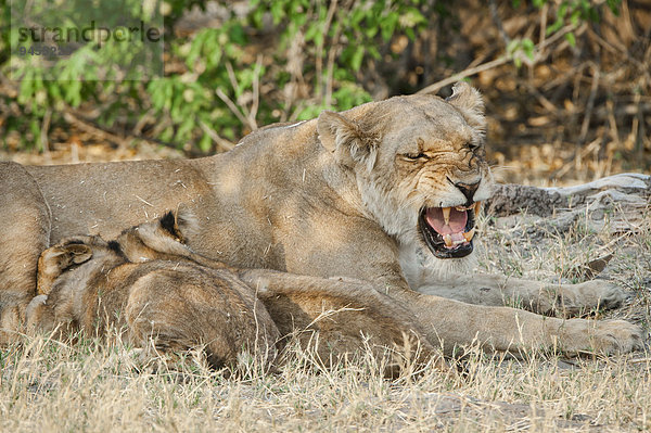 Löwe (Panthera leo)  Löwin beim Säugen von Jungtieren  Kasane  Chobe-Nationalpark  Botswana  Afrika