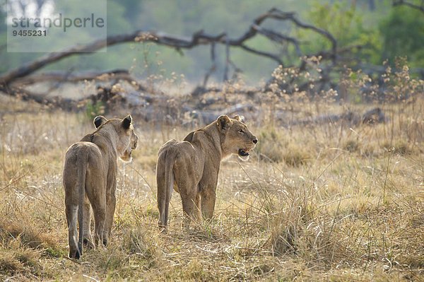 Löwe (Panthera leo)  zwei Löwinnen durchstreifen ihr Revier  Kasane  Chobe-Nationalpark  Botswana  Afrika