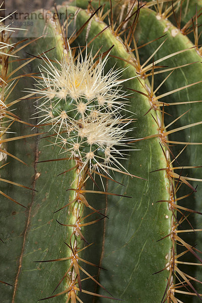 Kopfkissen Kaktus Mutter - Mensch