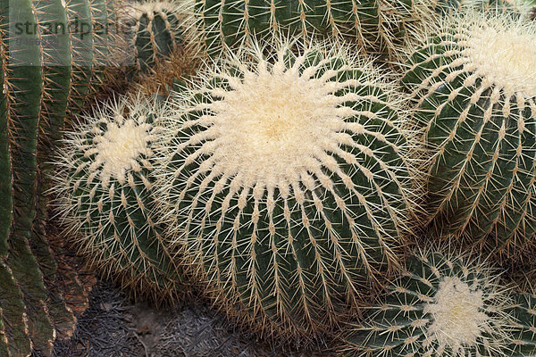 Kopfkissen Kaktus Mutter - Mensch