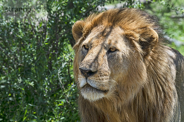 Löwe (Panthera leo)  Tansania  Afrika