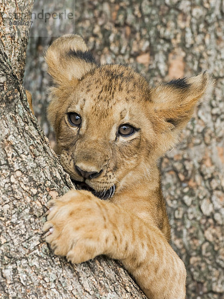 Löwenbaby (Panthera leo)  3 Monate  captive