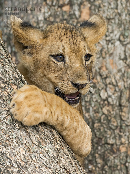 Löwenbaby (Panthera leo)  3 Monate  captive