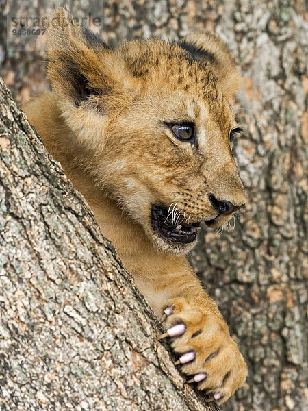 Löwenbaby (Panthera leo)  3 Monate  captive