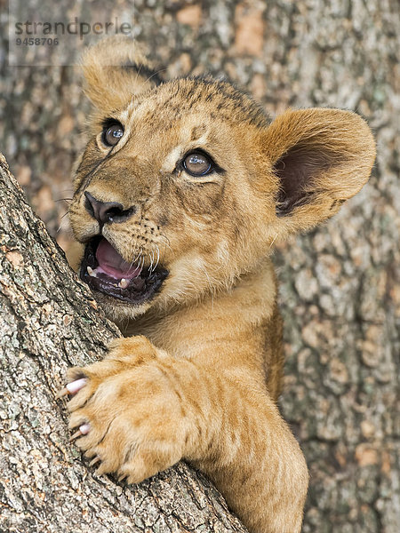 Löwenbaby (Panthera leo)  3 Monate  captive