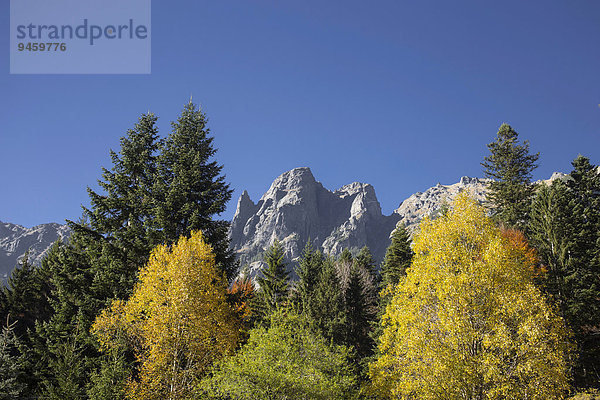 Rila-Gebirge  Wald in Herbstfarben  Rila  Bulgarien  Europa