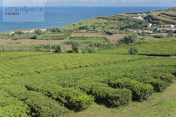 Teeplantage  Cha Porto Formoso  Maia  Sao Miguel  Azoren  Portugal  Europa