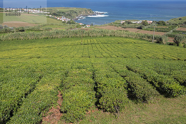 Teeplantage  Cha Porto Formoso  Maia  Sao Miguel  Azoren  Portugal  Europa