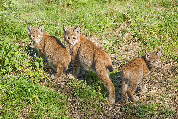 Eurasische Luchse  Nordluchse (Lynx lynx)  Jungtiere  captive  Niedersachsen  Deutschland  Europa