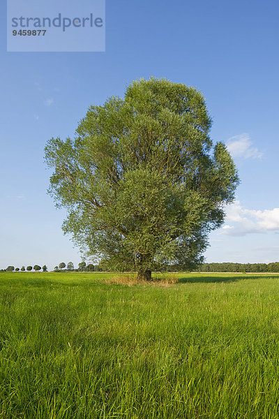 Einzelne Bruchweide (Salix fragilis)  Niedersachsen  Deutschland  Europa