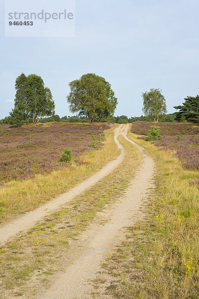 Weg in Heidelandschaft  Naturschutzgebiet Lüneburger Heide  Niedersachsen  Deutschland  Europa